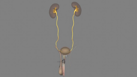Urinary Tract Stenosis